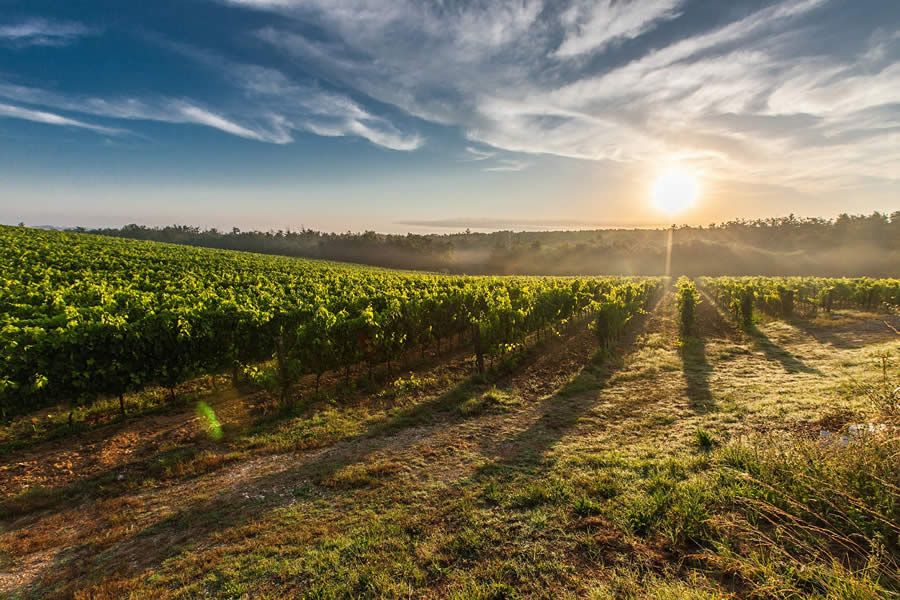 landscape_chianti
