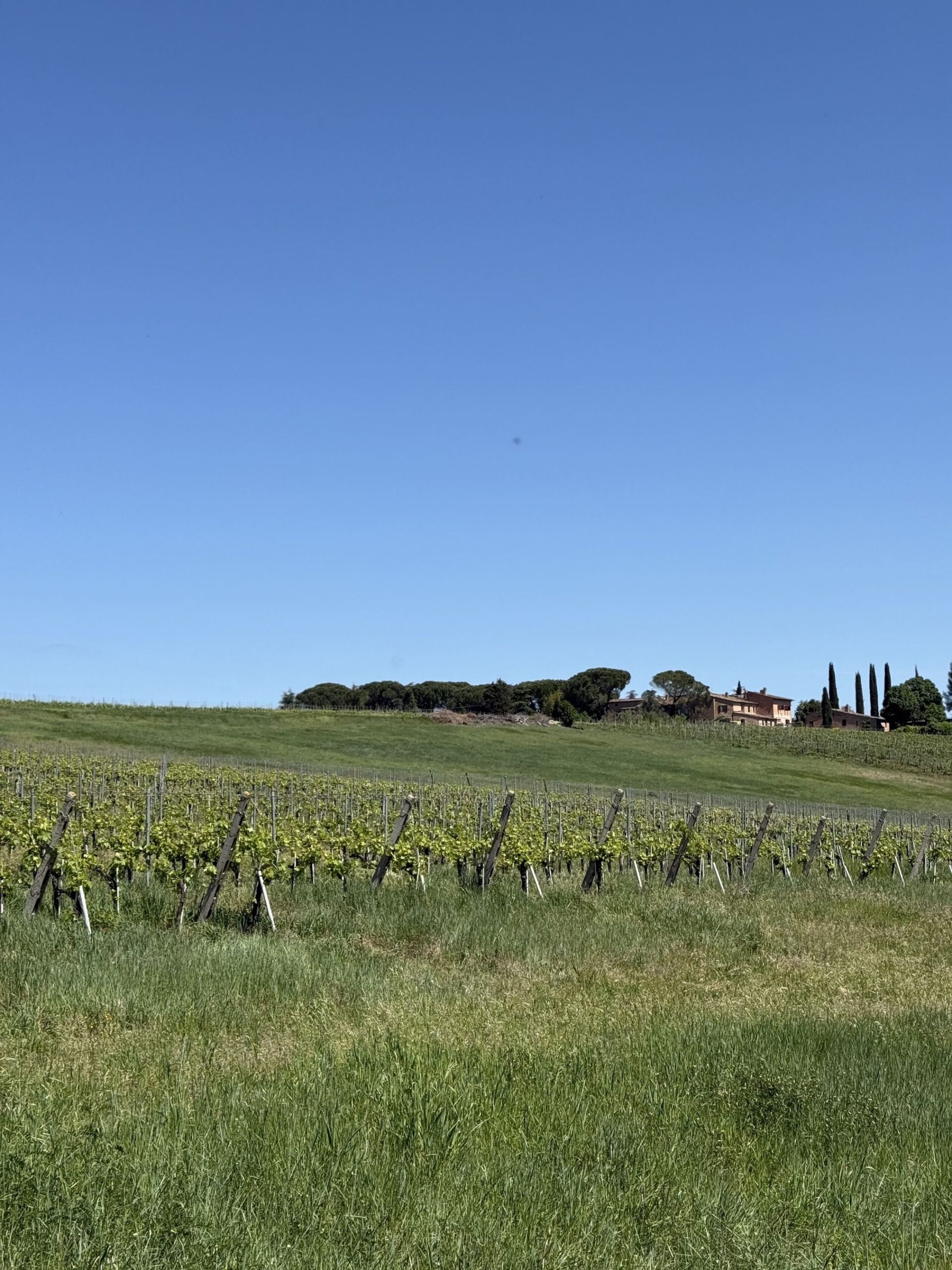 chianti_vigna
